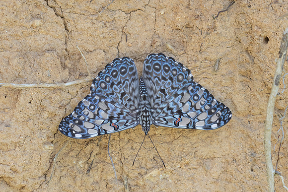Hamadryas feronia-3941