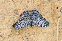 Hamadryas feronia-3951