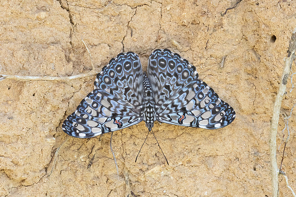 Hamadryas feronia-3951