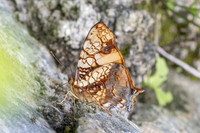 Hypanartia lethe-0455