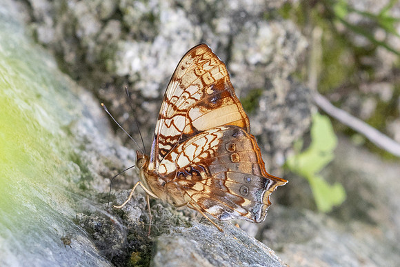 Hypanartia lethe-0455