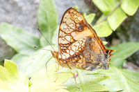Hypanartia lethe-0460