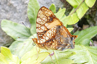 Hypanartia lethe-0456