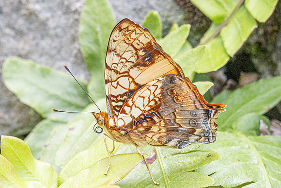 Hypanartia lethe-0456