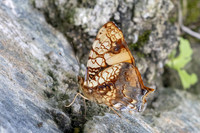 Hypanartia lethe-0452