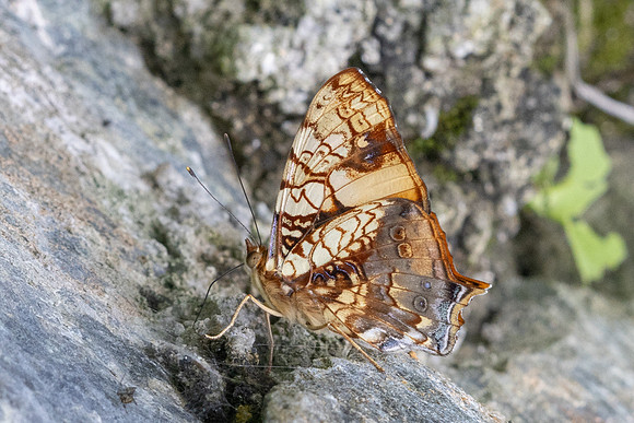 Hypanartia lethe-0452