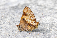 Hypanartia lethe-1729