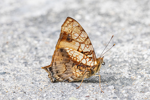 Hypanartia lethe-1729