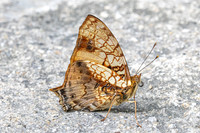 Hypanartia lethe-1725