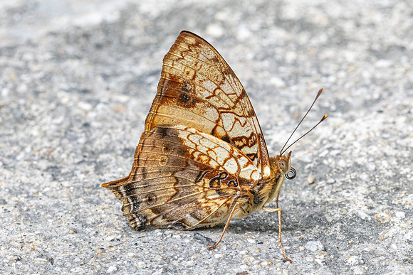 Hypanartia lethe-1725