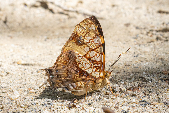 Hypanartia lethe-0271