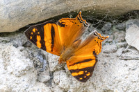 Hypanartia lethe-0446