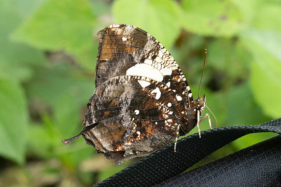 Hypna clytemnestra-2867