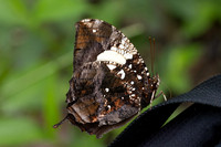 Hypna clytemnestra-2876
