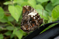 Hypna clytemnestra-2865