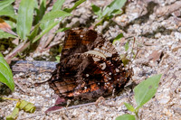 Hypna clytemnestra-2860