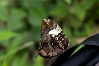 Hypna clytemnestra-2874