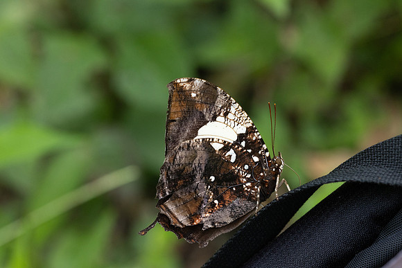 Hypna clytemnestra-2874