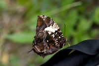 Hypna clytemnestra-2879