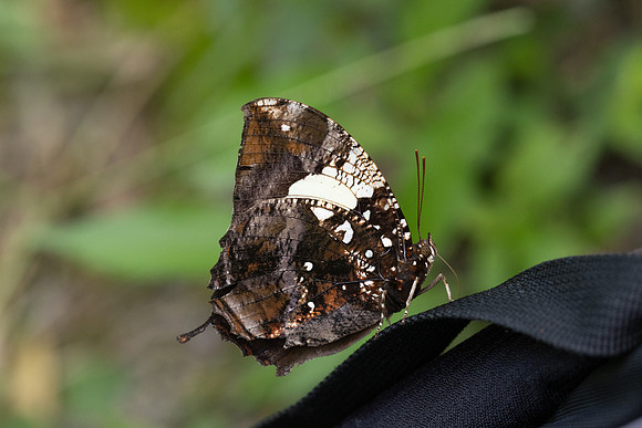 Hypna clytemnestra-2879