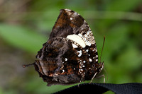 Hypna clytemnestra-2881