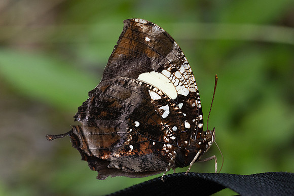 Hypna clytemnestra-2881