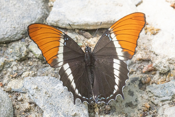 Siproeta epaphus-4619