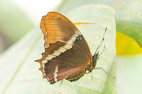 Siproeta epaphus-1