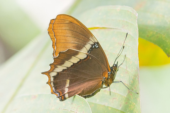 Siproeta epaphus-1