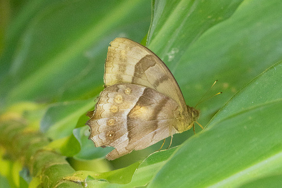 Taygetis sp-8117