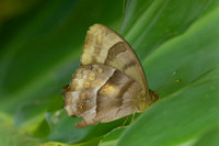 Taygetis sp-8123