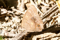 Taygetina kerea-0039