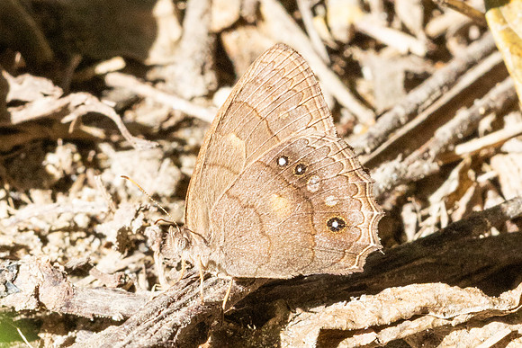 Taygetina kerea-0039