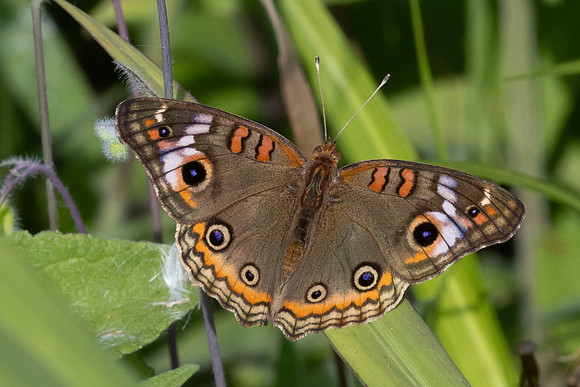 Junonia zonalis-2546
