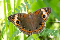 Junonia zonalis-2384