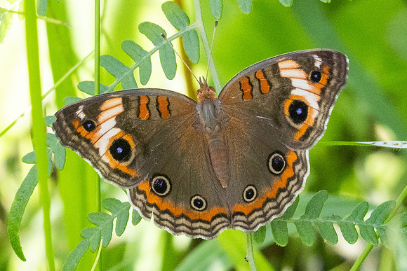 Junonia zonalis-2384