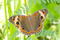Junonia zonalis