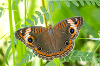 Junonia zonalis-2383