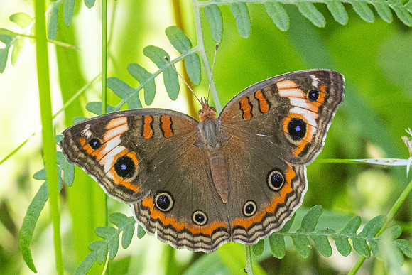 Junonia zonalis-2383