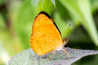 Tegosa sp-6262