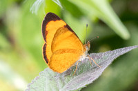Tegosa sp-6259