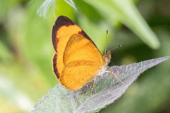 Tegosa sp-6259