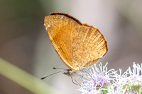 Tegosa sp-6256