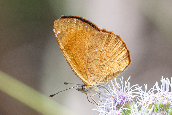 Tegosa sp-6256
