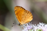 Tegosa sp-6257