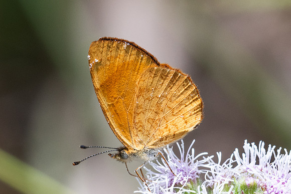 Tegosa sp-6257