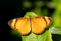 Tegosa claudina id--5713