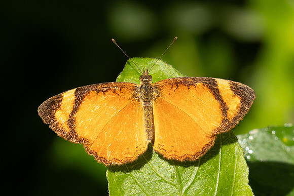 Tegosa claudina id--5713