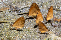 Tegosa guatemalena
