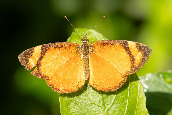 Tegosa claudina id--5711